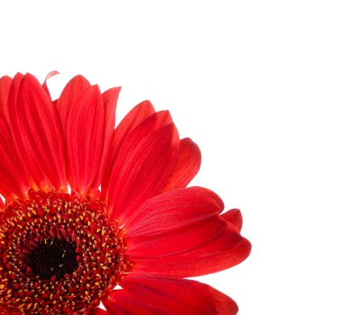 Beyaz arkaplanda kırmızı gerbera çiçeği, yakın plan