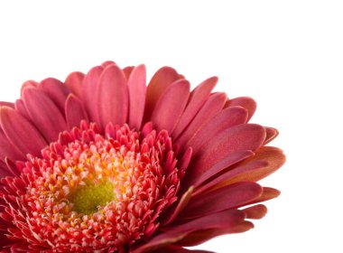Beyaz arkaplanda kırmızı gerbera çiçeği, yakın plan