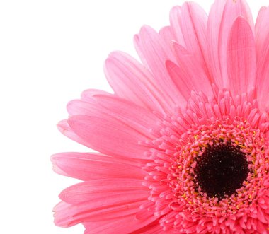 Beyaz arkaplanda pembe gerbera çiçeği, yakın plan.