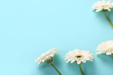 Mavi arkaplanda beyaz Gerbera çiçeklerinden yapılmış çerçeve
