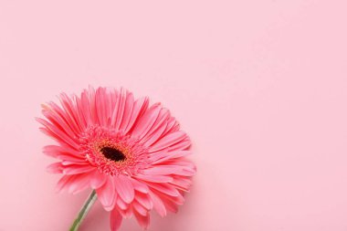 Pembe arka planda güzel Gerbera çiçeği, yakın plan