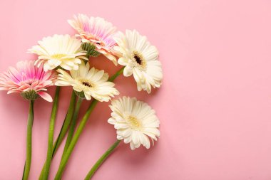 Pembe arka planda güzel gerbera çiçekleri