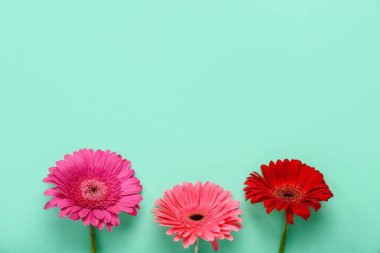 Nane arkaplanda güzel Gerbera çiçekleri