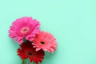 Nane arkaplanda güzel Gerbera çiçekleri