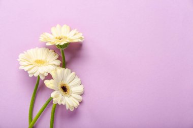 Leylak arkaplanda beyaz gerbera çiçekleri