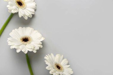 Gri arkaplanda beyaz gerbera çiçekleri