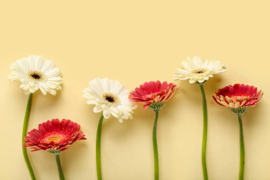 Sarı arka planda güzel gerbera çiçekleri