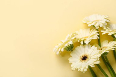 Sarı arka planda güzel Gerbera çiçekleri, yakın plan