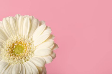 Pembe arka planda güzel Gerbera çiçeği, yakın plan