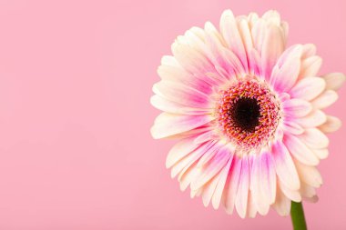 Pembe arka planda güzel Gerbera çiçeği, yakın plan