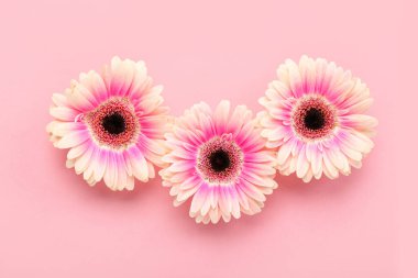 Pembe arka planda güzel gerbera çiçekleri