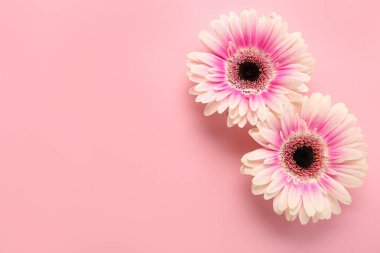 Pembe arka planda güzel gerbera çiçekleri