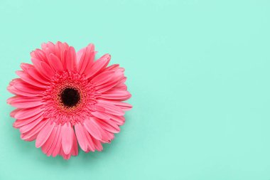 Nane arkaplanda güzel gerbera çiçeği