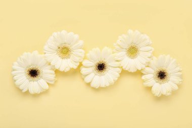 Sarı arka planda güzel gerbera çiçekleri