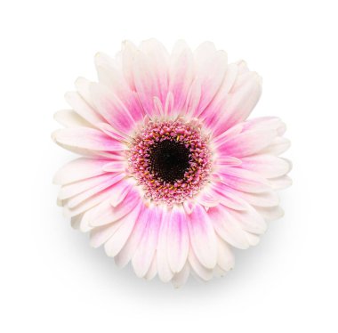 güzel gerbera çiçekleri beyaz arka plan üzerinde