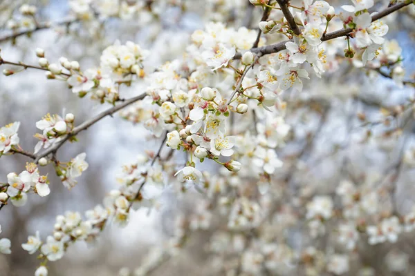 Красиві Квітучі Гілки Весняний День Крупним Планом — стокове фото