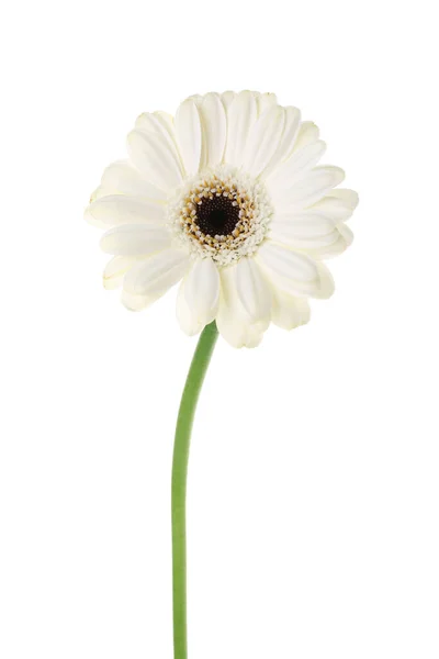 Krásný Gerbera Květina Bílém Pozadí — Stock fotografie