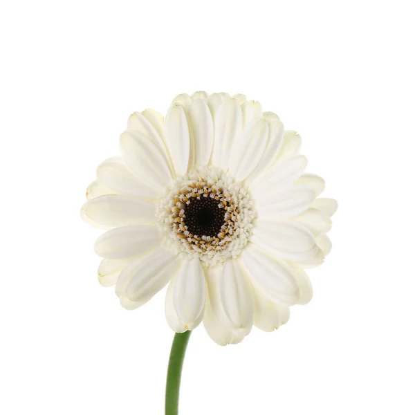 Krásná Gerbera Květina Bílém Pozadí Detailní Záběr — Stock fotografie