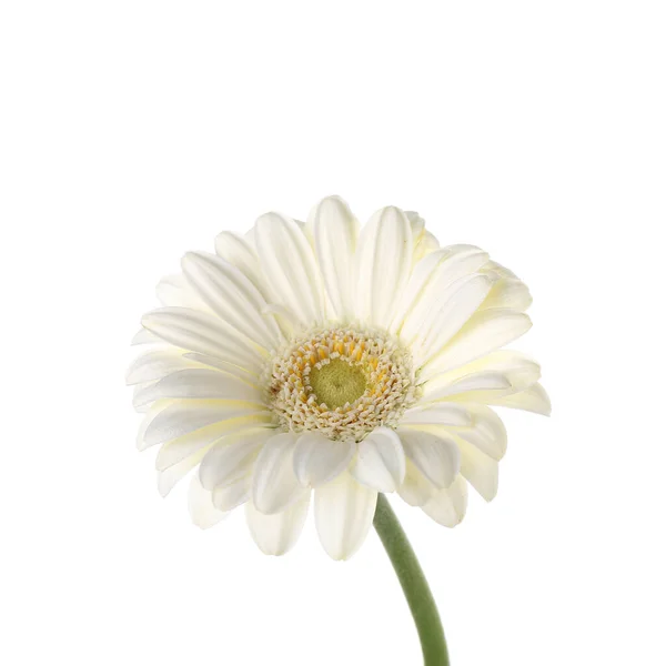 Красива Квітка Гербери Білому Тлі Крупним Планом — стокове фото