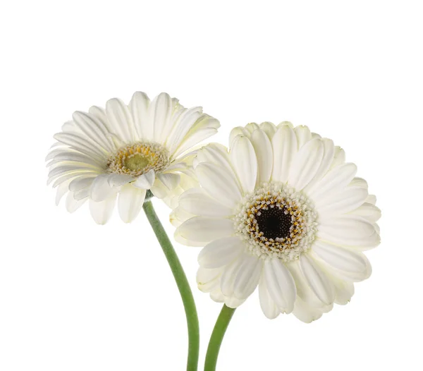 Красивые Цветы Герберы Белом Фоне Крупным Планом — стоковое фото