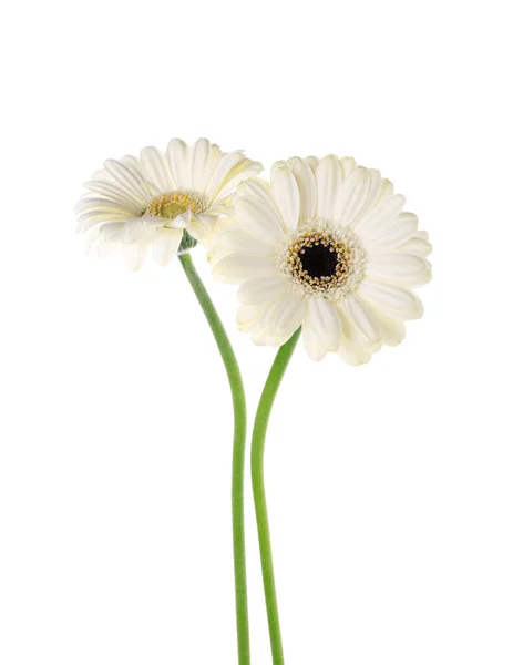 Krásný Gerbera Květy Bílém Pozadí — Stock fotografie