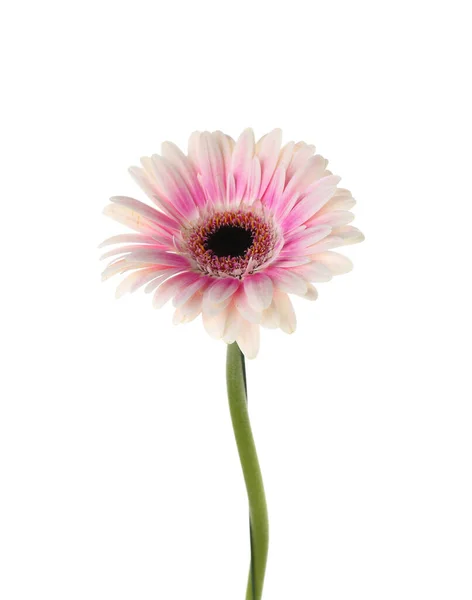 Красивый Цветок Герберы Белом Фоне — стоковое фото