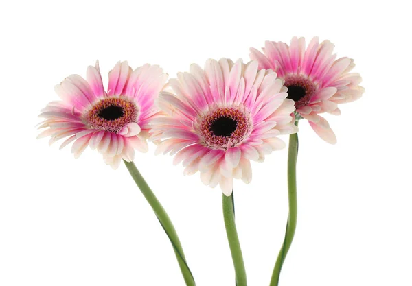 Hermosas Flores Gerberas Sobre Fondo Blanco — Foto de Stock