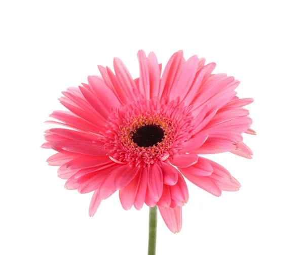 Roze Gerbera Bloem Witte Achtergrond Close — Stockfoto