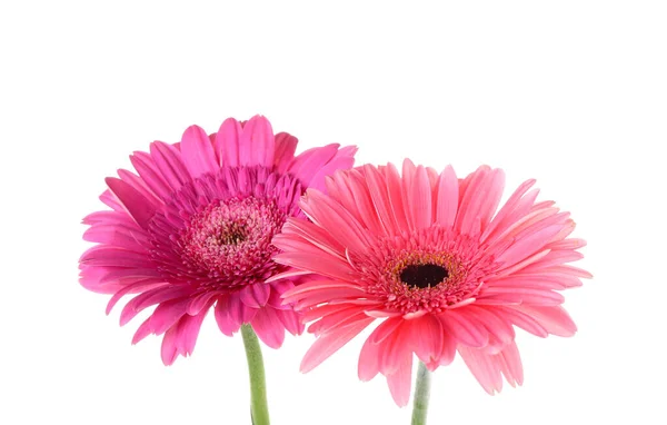 Розовые Цветы Герберы Белом Фоне — стоковое фото