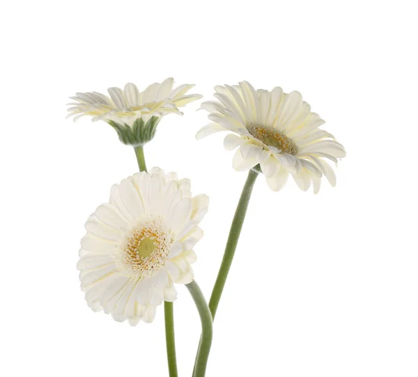 Schöne Gerbera Blüten Auf Weißem Hintergrund — Stockfoto