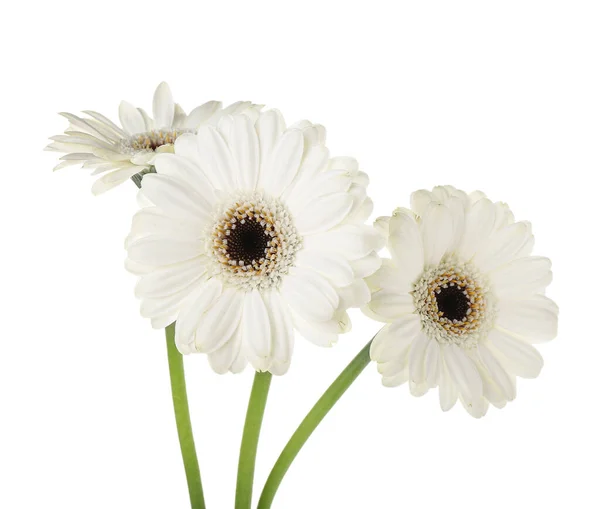 Krásné Gerber Květiny Bílém Pozadí Detailní Záběr — Stock fotografie
