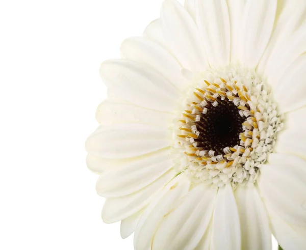 Beautiful Gerbera Flower White Background Closeup — Stock Photo, Image