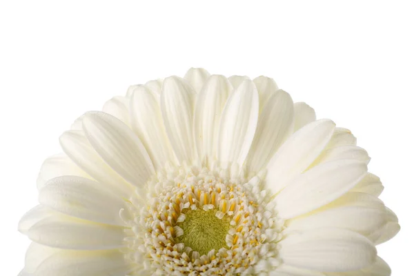 Schöne Gerbera Blume Auf Weißem Hintergrund Nahaufnahme — Stockfoto