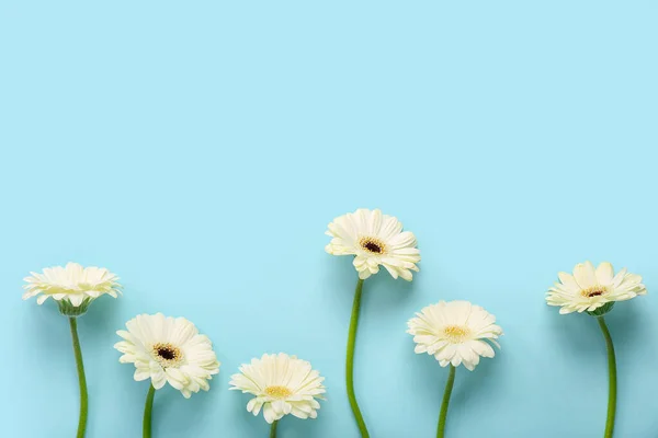 Weiße Gerbera Blumen Auf Blauem Hintergrund — Stockfoto