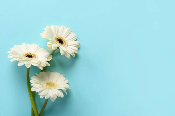 Fehér Gerbera Virágok Kék Háttér — Stock Fotó