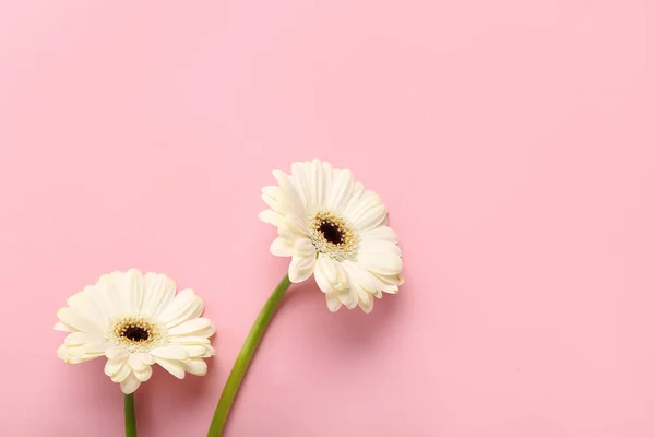 White Gerbera Flowers Pink Background — Stock Photo, Image