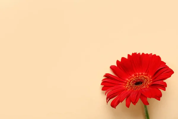 Red gerbera flower on beige background