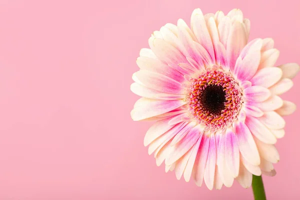 stock image Beautiful gerbera flower on pink background, closeup