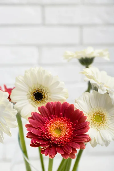 Beautiful Gerbera Flowers White Brick Background Closeup — Stock Photo, Image