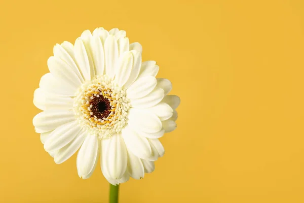 Beautiful Gerbera Flower Yellow Background Closeup — Stock Photo, Image