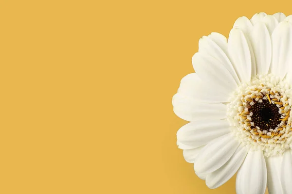 Schöne Gerbera Blume Auf Gelbem Hintergrund Nahaufnahme — Stockfoto
