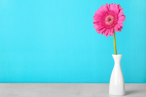 Vase with gerbera flower on table near blue wall