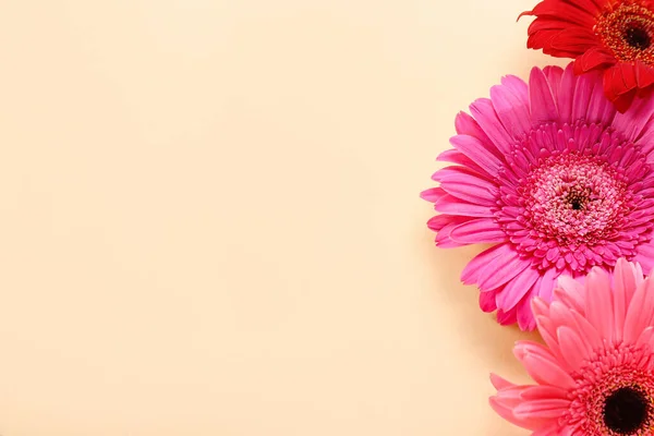 Hermosas Flores Gerberas Sobre Fondo Beige — Foto de Stock