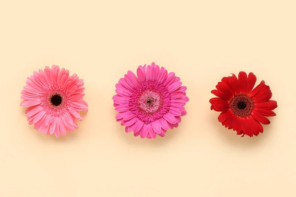 Hermosas Flores Gerberas Sobre Fondo Beige — Foto de Stock