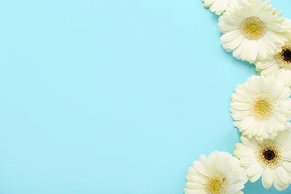 Schöne Gerbera Blumen Auf Blauem Hintergrund — Stockfoto