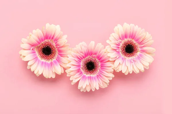 Beautiful Gerbera Flowers Pink Background — Stock Photo, Image