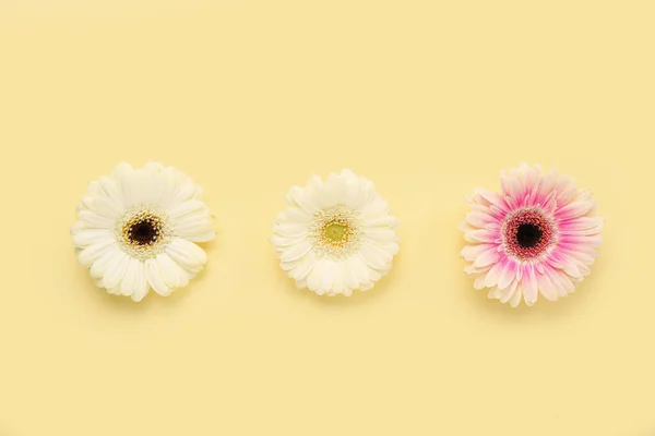Hermosas Flores Gerberas Sobre Fondo Amarillo — Foto de Stock