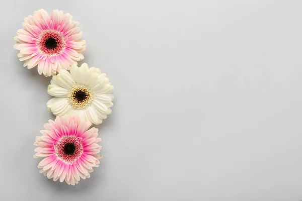 Hermosas Flores Gerberas Sobre Fondo Gris — Foto de Stock