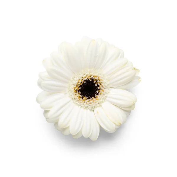 Gyönyörű Gerbera Virág Fehér Háttér — Stock Fotó