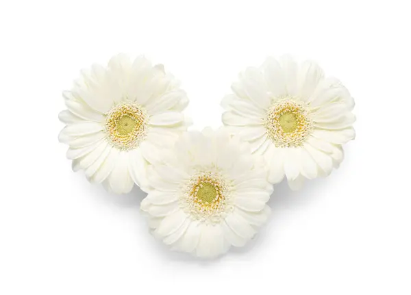 Gyönyörű Gerbera Virágok Fehér Háttér — Stock Fotó
